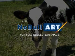 Photography - Cow2 - Camera